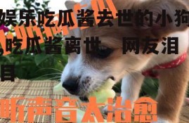 娱乐吃瓜酱去世的小狗,吃瓜酱离世，网友泪目